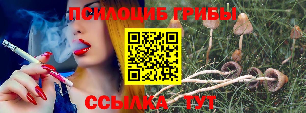Псилоцибиновые грибы Psilocybine cubensis Удомля